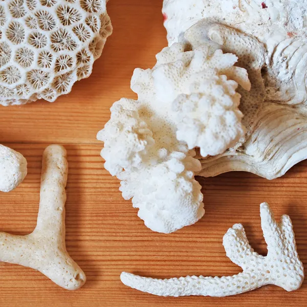 粒販売】インドネシア産 ホワイトコーラル（白珊瑚） ロンデル4×3mm