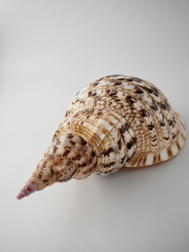 ホラガイ【35cm前後/1個】法螺貝 貝殻