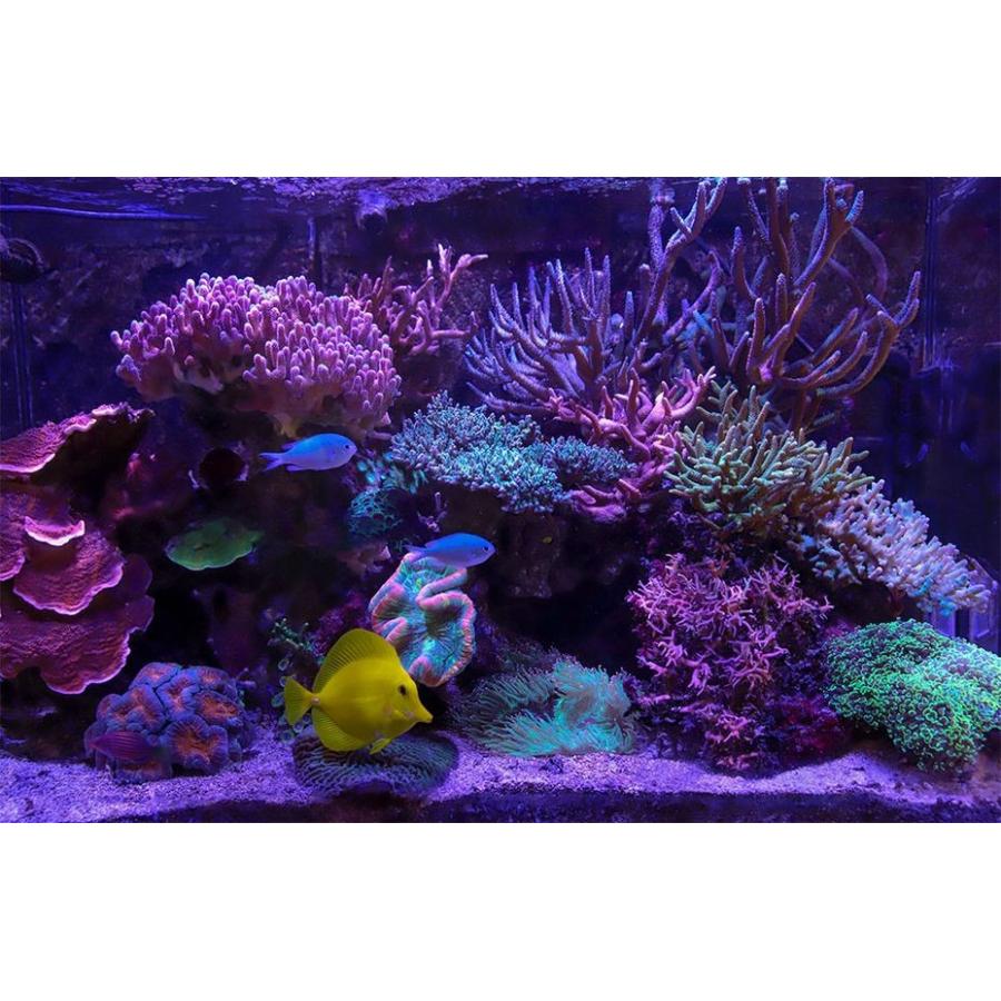 レッドシー リーフLED ReefLED50 マウントアームセット : G3 AQUA LAB