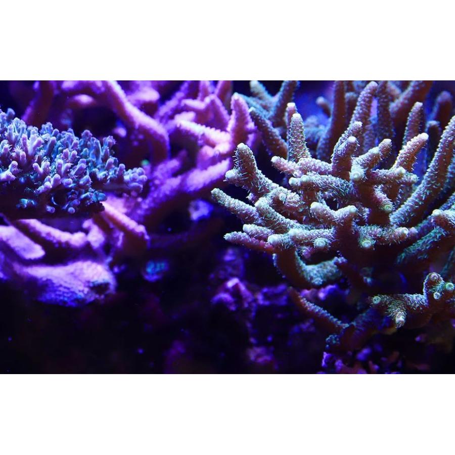 レッドシー リーフLED ReefLED50 マウントアームセット : G3 AQUA LAB