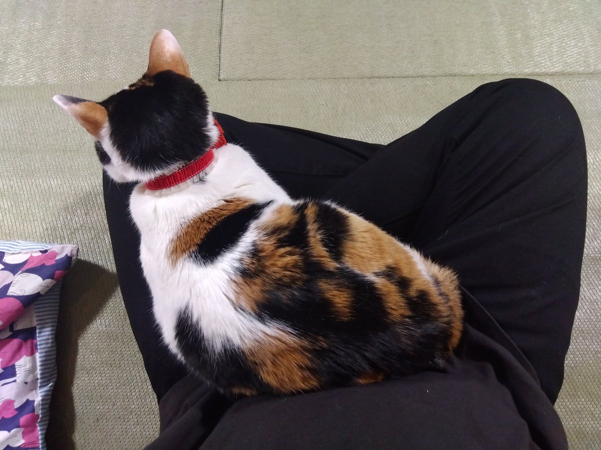 ねこまる (@nekomaru06) / Posts / X